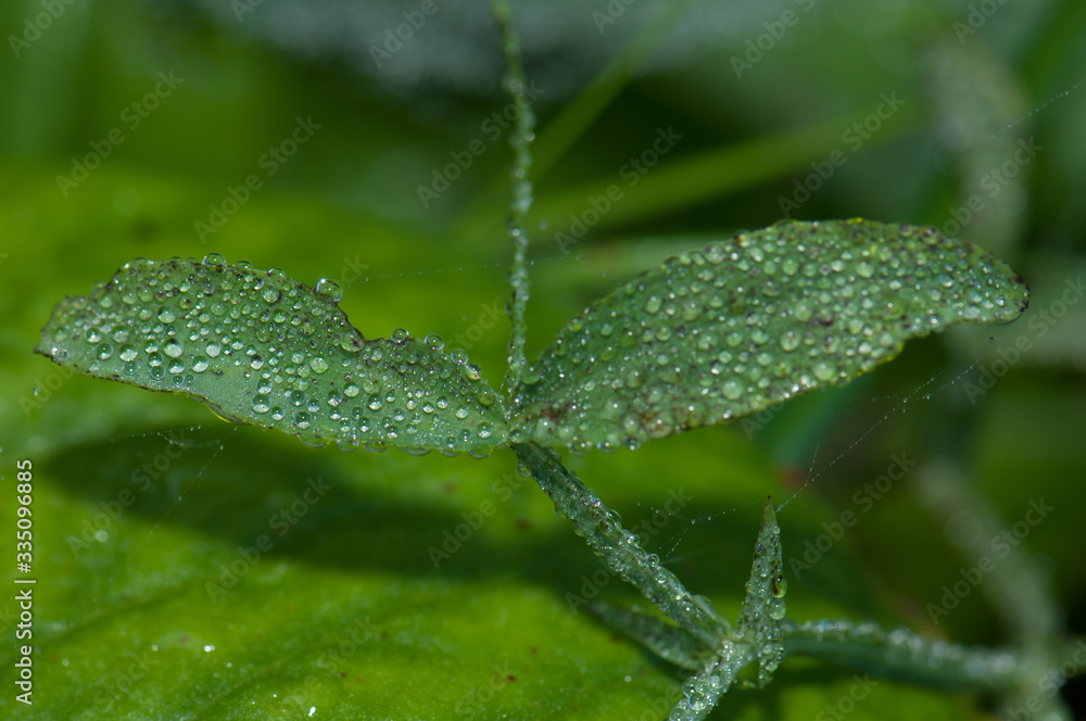 Leaves covered of dew drops in the Integral Natural Reserve of Mencafete. El Hierro. Canary Islands. Spain. Leaves covered of dew drops in the Integral Natural Reserve of Mencafete. El Hierro. Canary Islands. Spain.