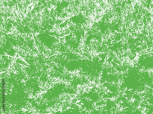 Evergreen leaf background pattern. Cypress tree overlay texture.