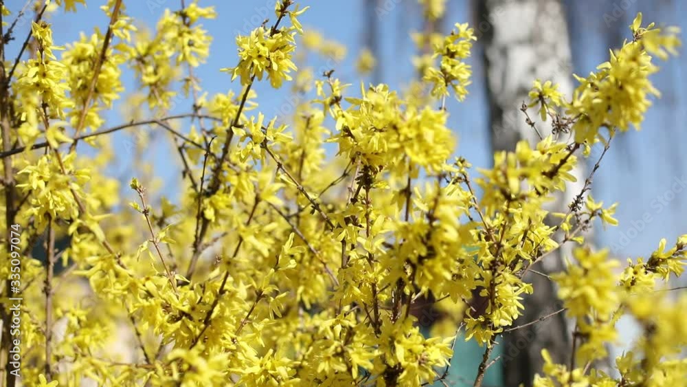 Spring easter background. Beautiful blooming Forsythia bushes. Forsythia inflorescences on a blurred background. Spring flowers. Beautiful flower garden. Abstract blurred background. Blue background. Spring easter background. Beautiful blooming Forsythia bushes. Forsythia inflorescences on a blurred background. Spring flowers. Beautiful flower garden. Abstract blurred background. Blue background.
