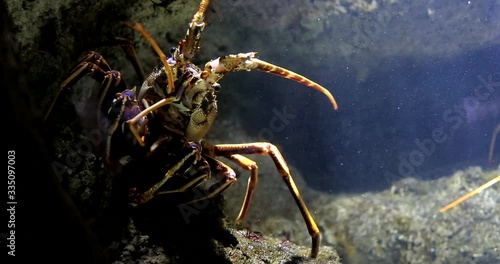 Langouste, aquarium de la Rochelle
 photo