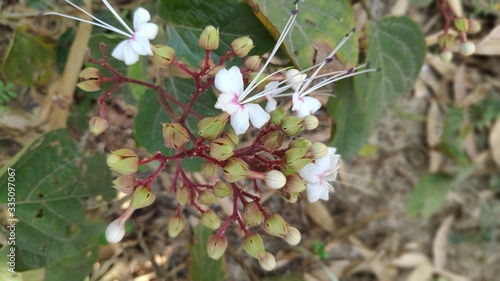white flowers in a garden