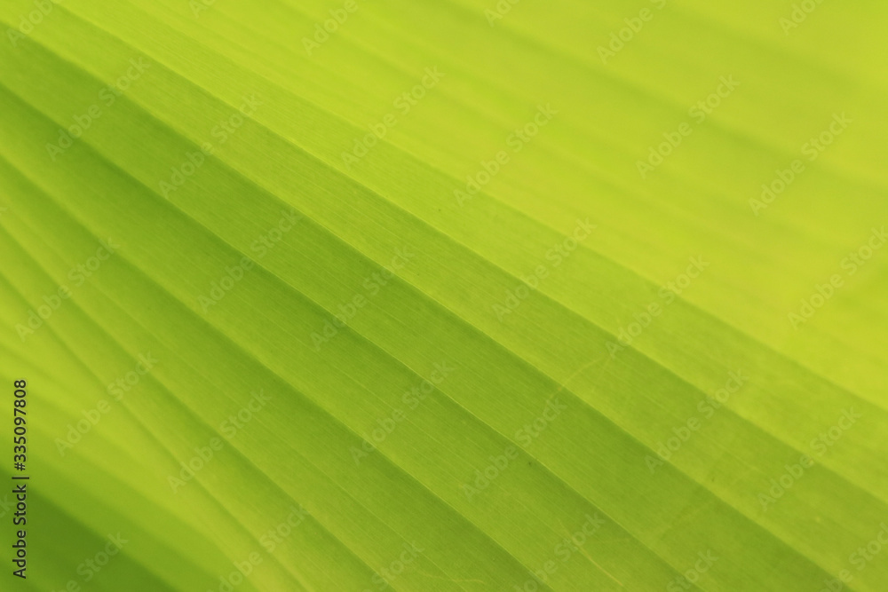 Close-Up Green Banana Leaf On Background Close-Up Green Banana Leaf On Background