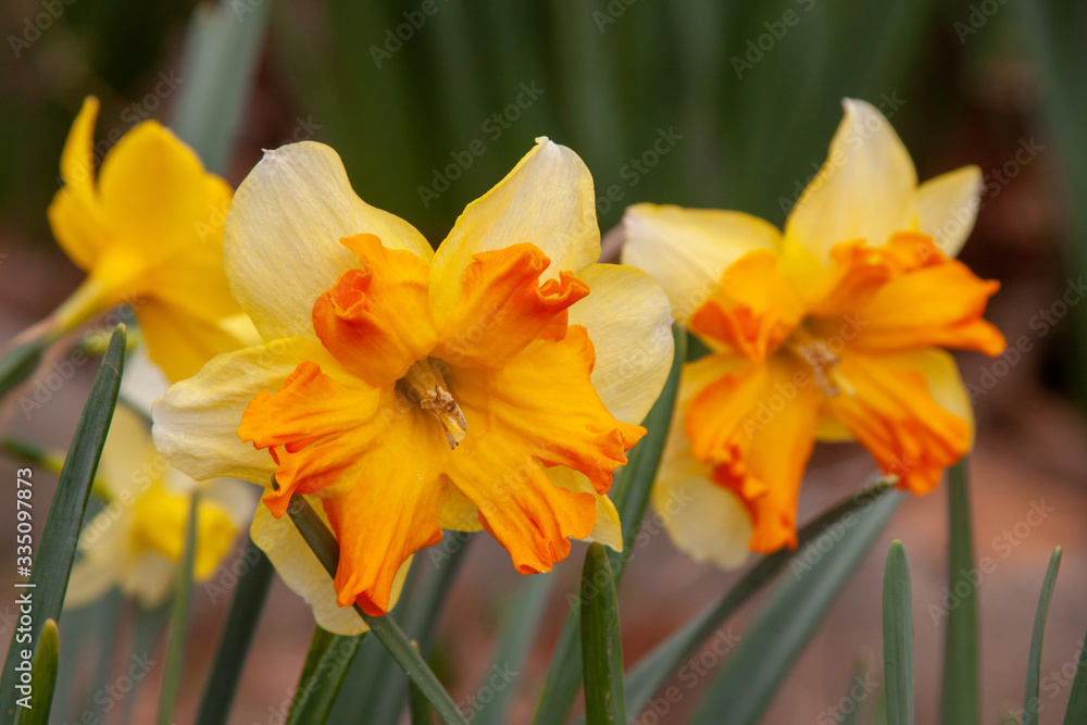 Fototapeta premium yellow orange flat lit cup