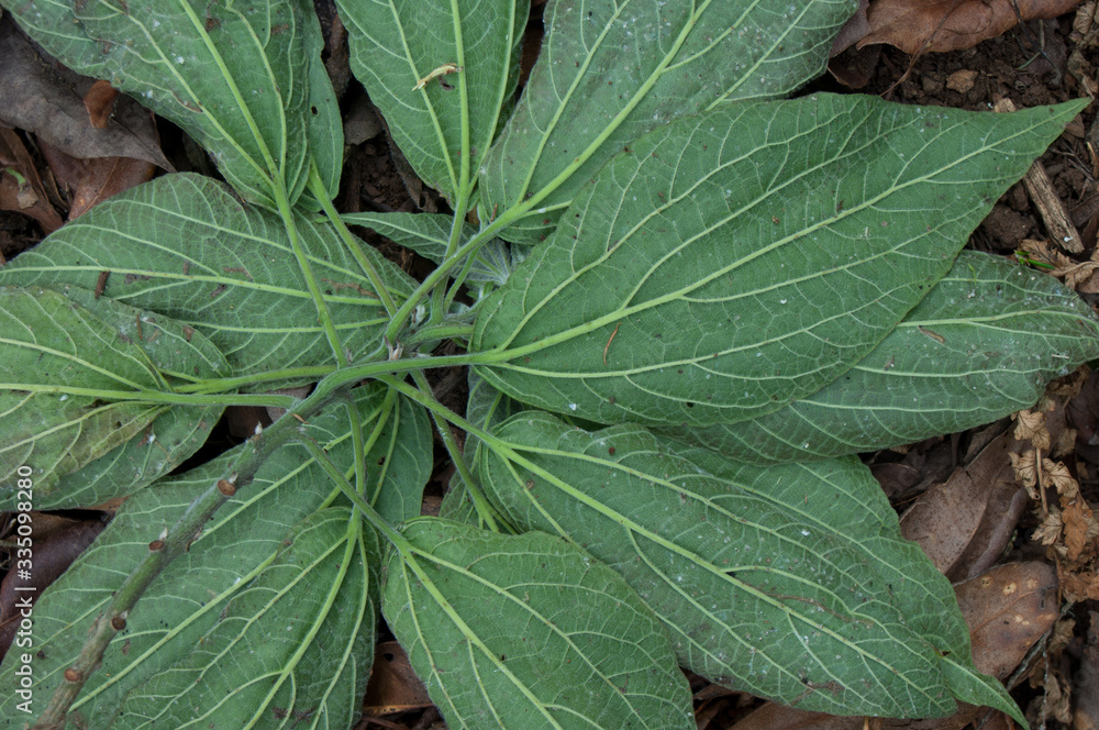 Wild plant leaves on the underside view. Integral Natural Reserve of Mencafete. El Hierro. Canary Islands. Spain. Wild plant leaves on the underside view. Integral Natural Reserve of Mencafete. El Hierro. Canary Islands. Spain.