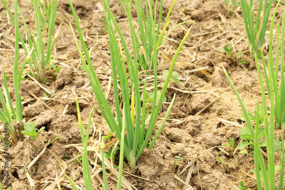 Onion plantation plot Non-toxic vegetables Onion plantation plot Non-toxic vegetables