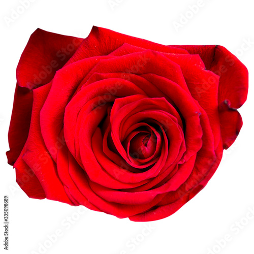 Blooming red rose isolated on a white background. Flower for design and project.