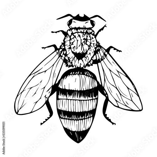 Doodle style bee. Black and white vector illustration. Insect is drawn by hand and isolated on a white background. Sketch of a honey bee. Top view. Outline drawing.