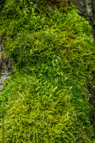Fresh, green moss on a tree trunk, shallow depth of field, selective focus