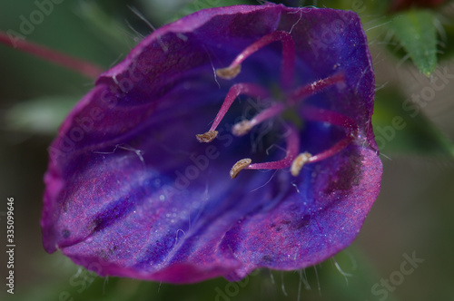 Flower of purple viper's bugloss Echium plantagineum. El Hierro. Canary Islands. Spain. photo