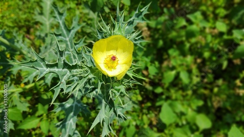 yellow flower on green background