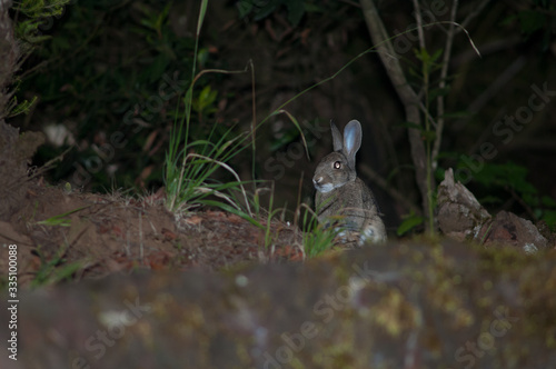 European rabbit at night in La Llania. El Hierro. Canary Islands. Spain. photo