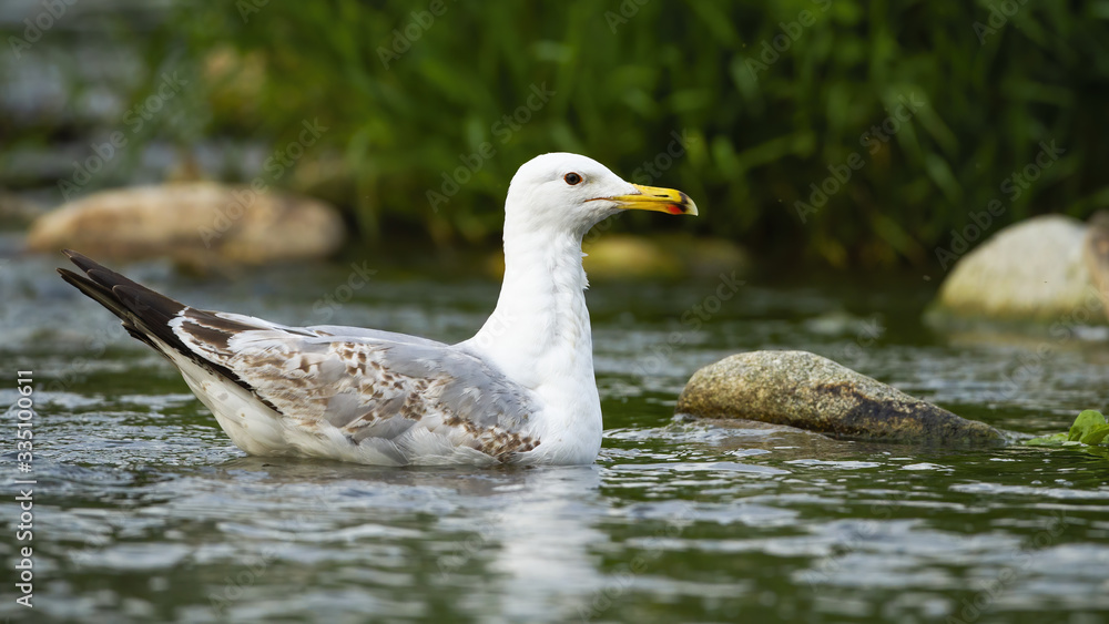 Strong caspian gull, larus cachinnans, swimming on water of stream between stones in summer. Massive bird with white feathers and yellow beak floating in river from side view. Strong caspian gull, larus cachinnans, swimming on water of stream between stones in summer. Massive bird with white feathers and yellow beak floating in river from side view.