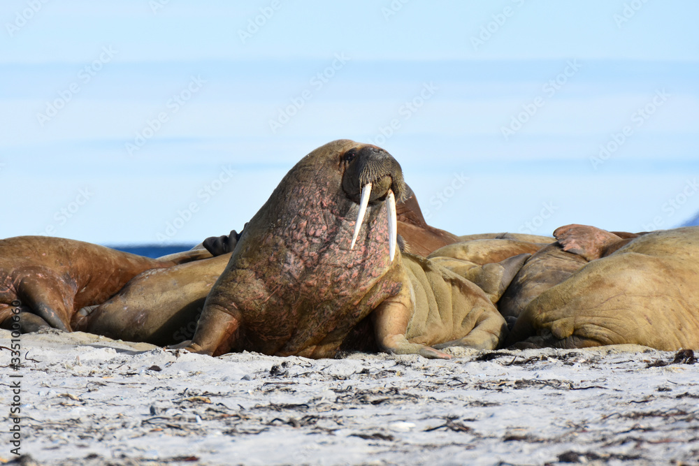 Walrus in Svalbard, Norwegian territory