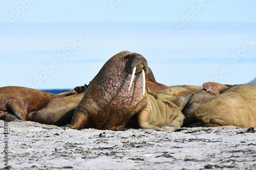 Walrus in Svalbard, Norwegian territory