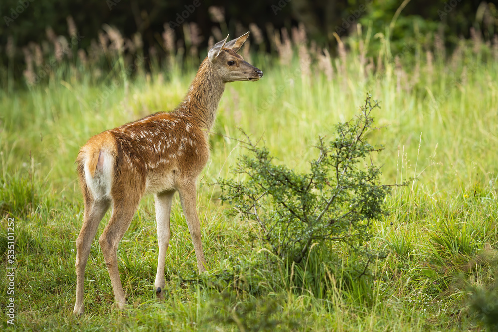 Curious red deer, cervus elaphus, calf exploring green nature in summertime. Cute young fawn with white spots looking aside from back view. Mammal fawn watching and listening on meadow with grass. Curious red deer, cervus elaphus, calf exploring green nature in summertime. Cute young fawn with white spots looking aside from back view. Mammal fawn watching and listening on meadow with grass.