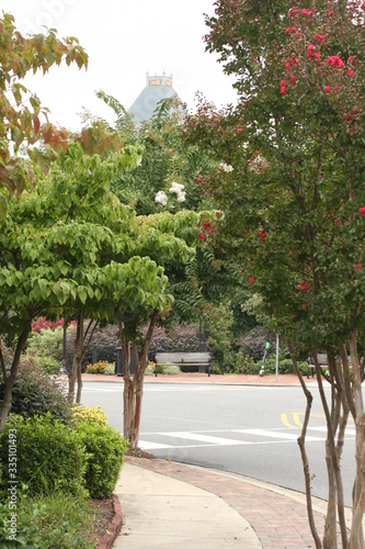 trees
