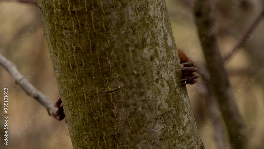 Red Squirrel Standing on the Branch Red Squirrel Standing on the Branch