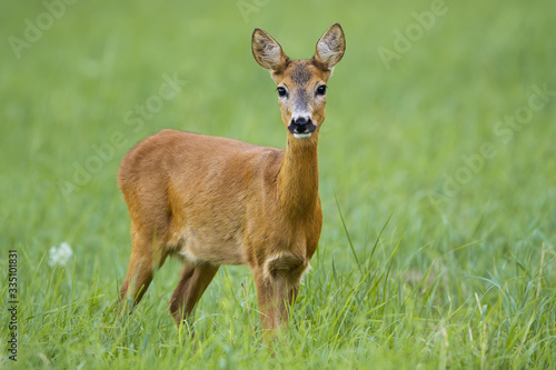 Cute roe deer, capreolus capreolus, doe facing camera on green summer meadow. Innocent female mammal standing in grass and looking from low angle with blurred background. Animal wildlife in nature.