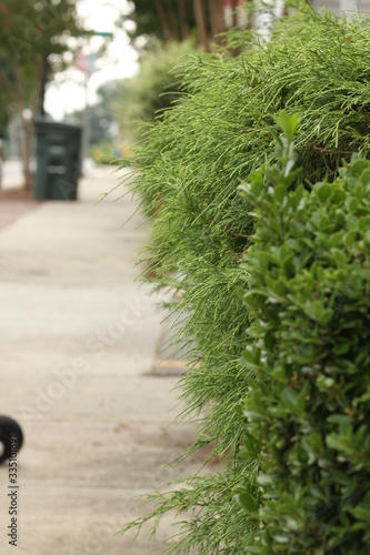 shrubbery 
