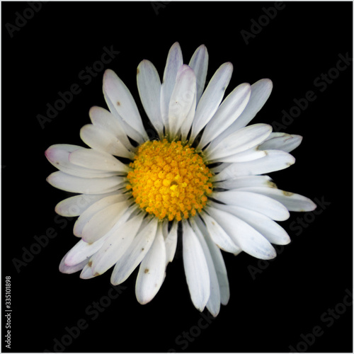 common daisy close up on black background