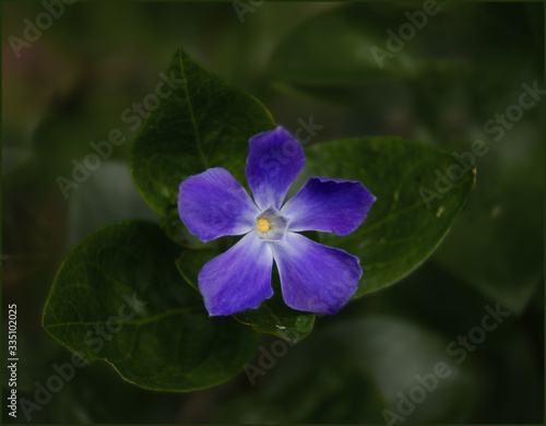 small purple single flower with green leaves