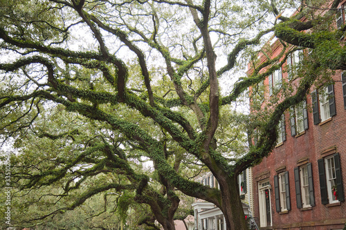 Spanish moss (Tillandsia usneoides) on crooked live oak trees in Savannah, Georgia, USA