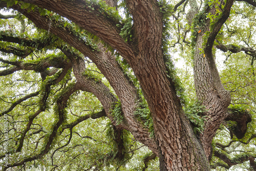 Spanish moss (Tillandsia usneoides) on crooked live oak trees in Savannah, Georgia, USA