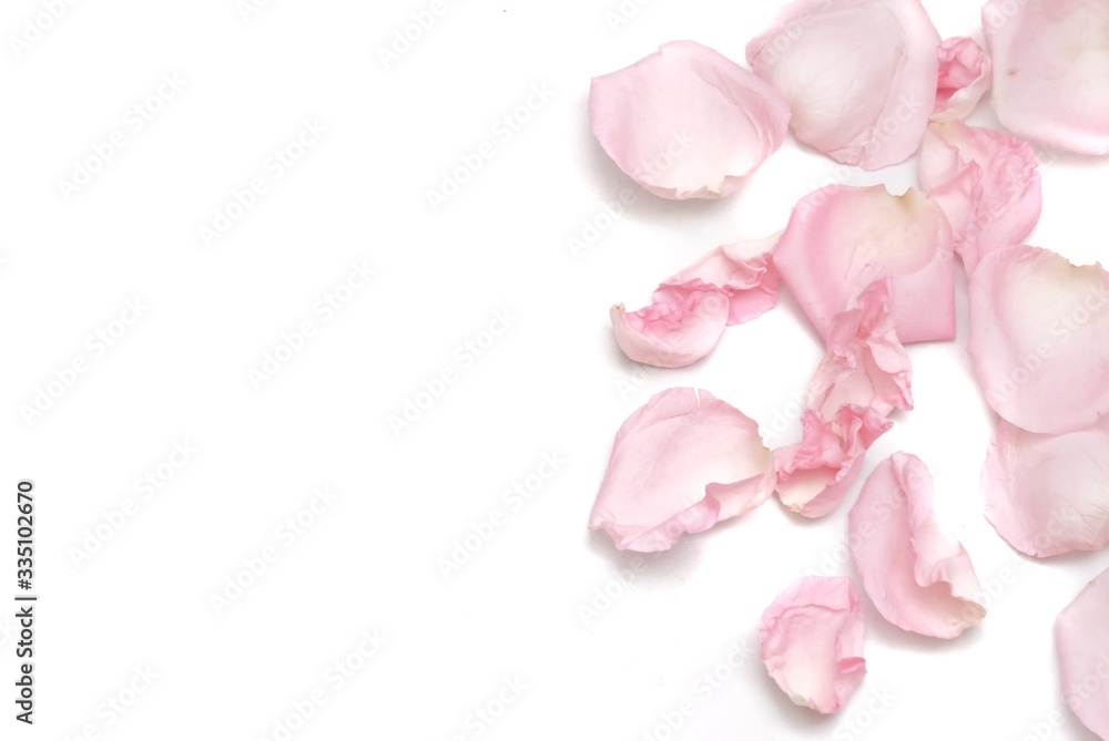 A group of sweet pink rose corollas on white isolated background with copy space A group of sweet pink rose corollas on white isolated background with copy space