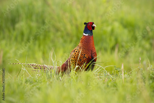 Wallpaper Mural Disturbed common pheasant, phasianus colchicus, walking along the grassland in summer. Curious ring-necked bird observing the grassy vegetation of the hayfield. Hungry pheasant in the nature. Torontodigital.ca