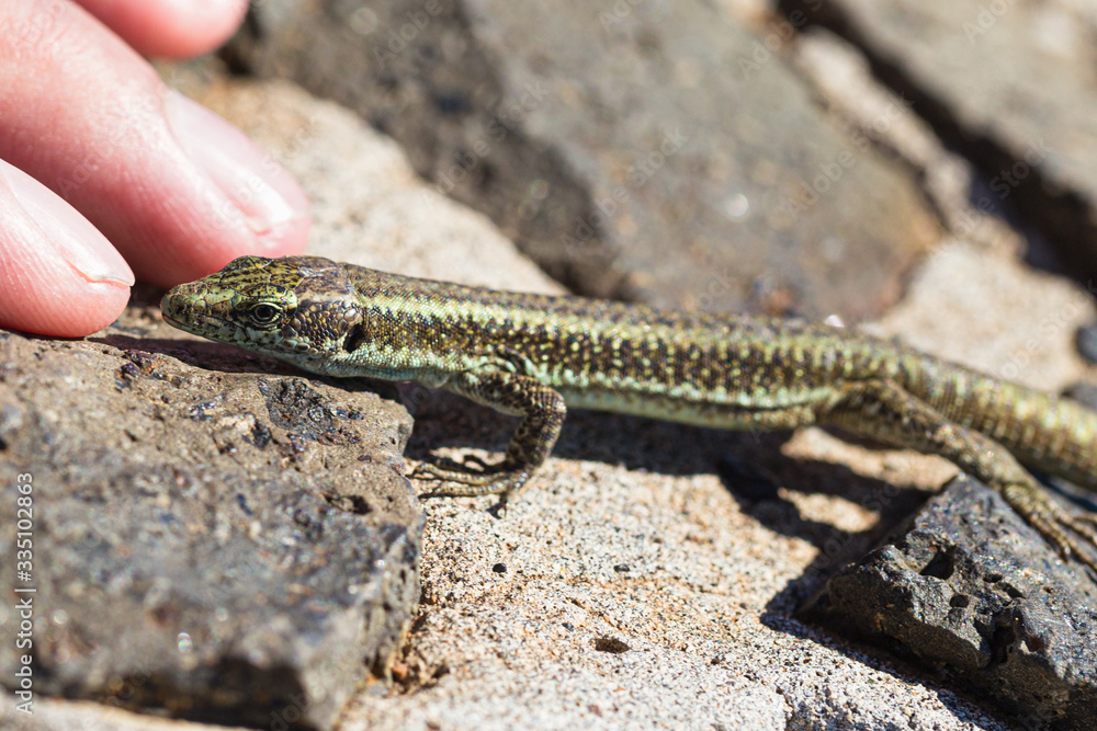 Lizard near the human palm, resting on the stones. Lizard near the human palm, resting on the stones.