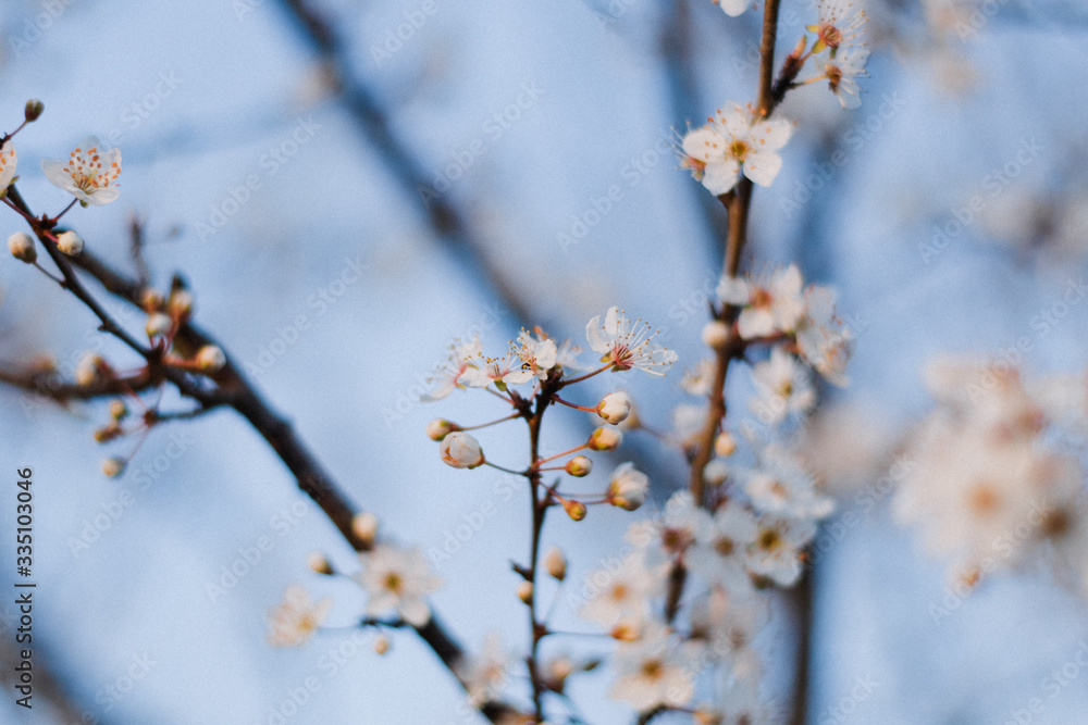 Beautiful spring white cherry blossoms blooms flowers