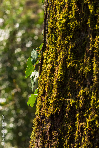 Ivy leaves on a moss-covered tree bark  shallow depth of field  selective focus