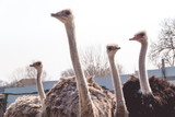 Beautiful ostriches on the farm.Photo.