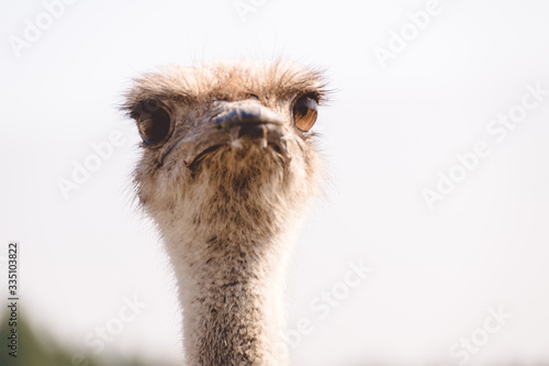 One Beautiful ostrich against the sky, on a white background.Portrait of an ostrich head. Photo.Images