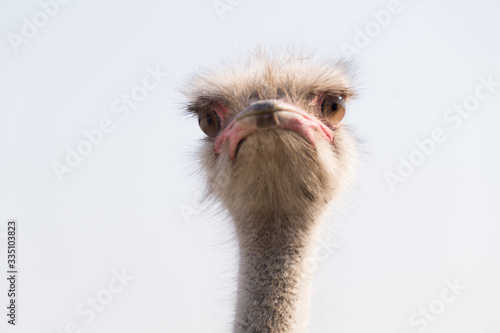 Head ostrich on a background of the sky.Beautiful ostrich bird, nature. Photo.