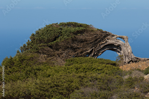 Juniper Juniperus turbinata canariensis twisted by the wind. Frontera Rural Park. El Hierro. Canary Islands. Spain.