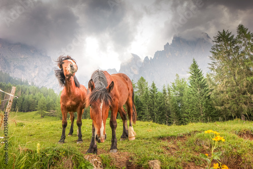 horse in the mountains  photo