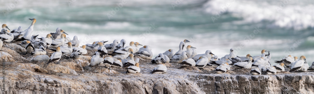 Fototapeta premium beautiful panorama showing bird nests packed on the cliffs with the ocean sea in the back, at the Murowai Australasian Gannet colony along the North Island