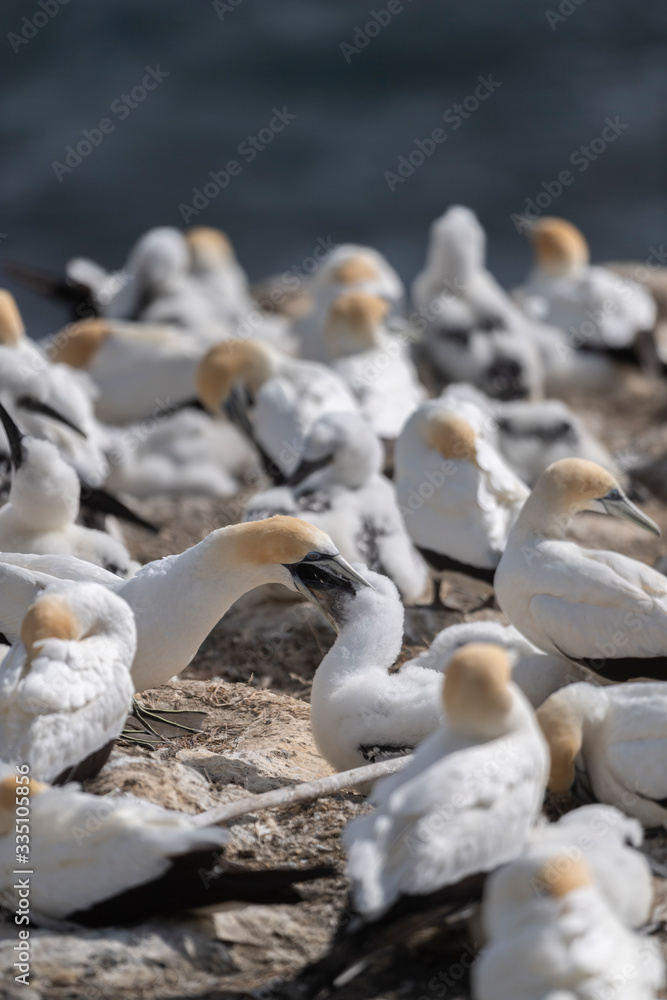 adult australasian gannet feeding its chick on the nest, in the last light of the day in the Muriwai colony adult australasian gannet feeding its chick on the nest, in the last light of the day in the Muriwai colony