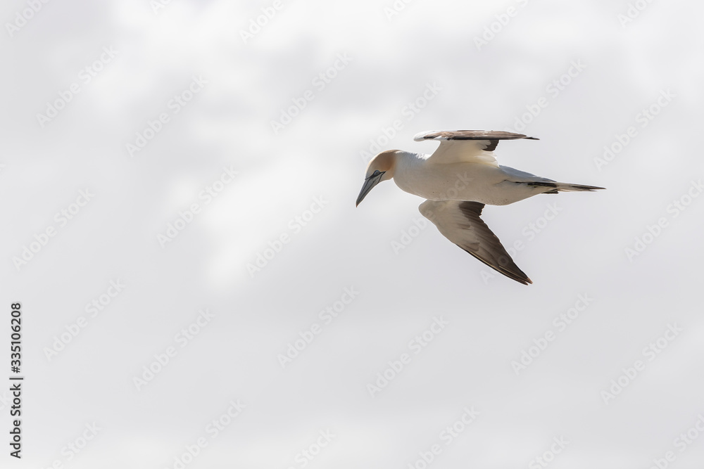 Australasian gannet in flight against white sky, ready to dive for fish Australasian gannet in flight against white sky, ready to dive for fish