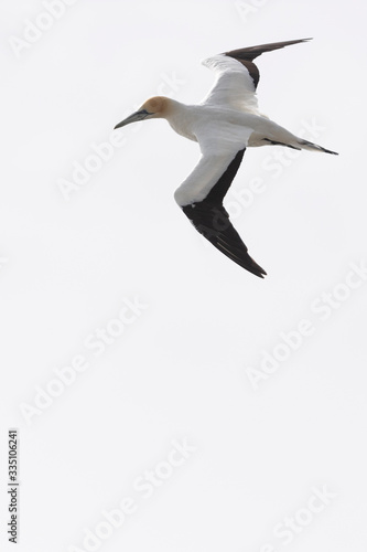 Australasian gannet in flight against white sky  ready to dive for fish