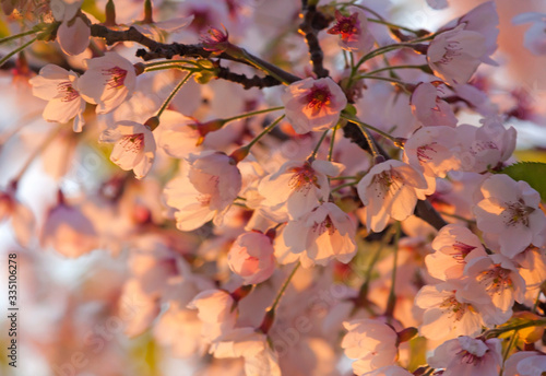 Close-up of spring blooming sakura. A branch of blooming Cherry blossom in the beautiful sunset light. 
