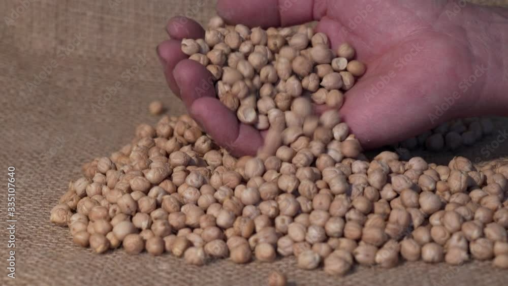 Natural dried chickpeas in a raw yuta cloth. The farmer's hand moves the beans in a close-up shot. Natural dried chickpeas in a raw yuta cloth. The farmer's hand moves the beans in a close-up shot.
