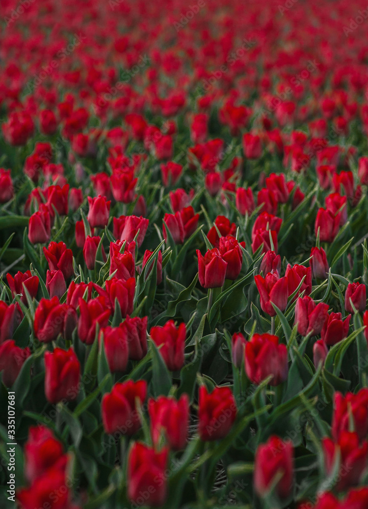 field of red fresh beautiful tulips