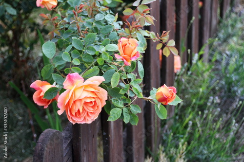Gartenzaun mit englischen Rosen