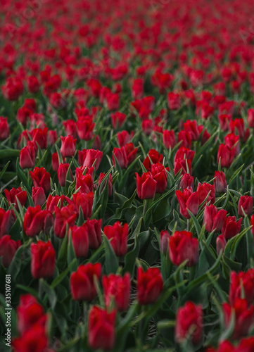 field of red fresh beautiful tulips