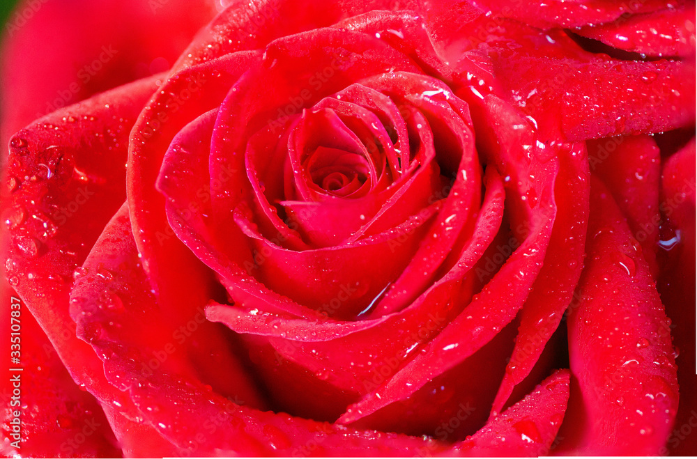 macro of red rose in bloom macro of red rose in bloom