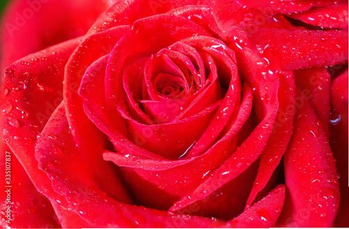 macro of red rose in bloom