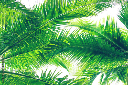 Green palm trees at sunny day on white background. Vintage natural pattern. Retro summer beach tropical design. Travel background. Tropical island exotic flora. Aloha Hawaii. Miami paradise. Caribbean