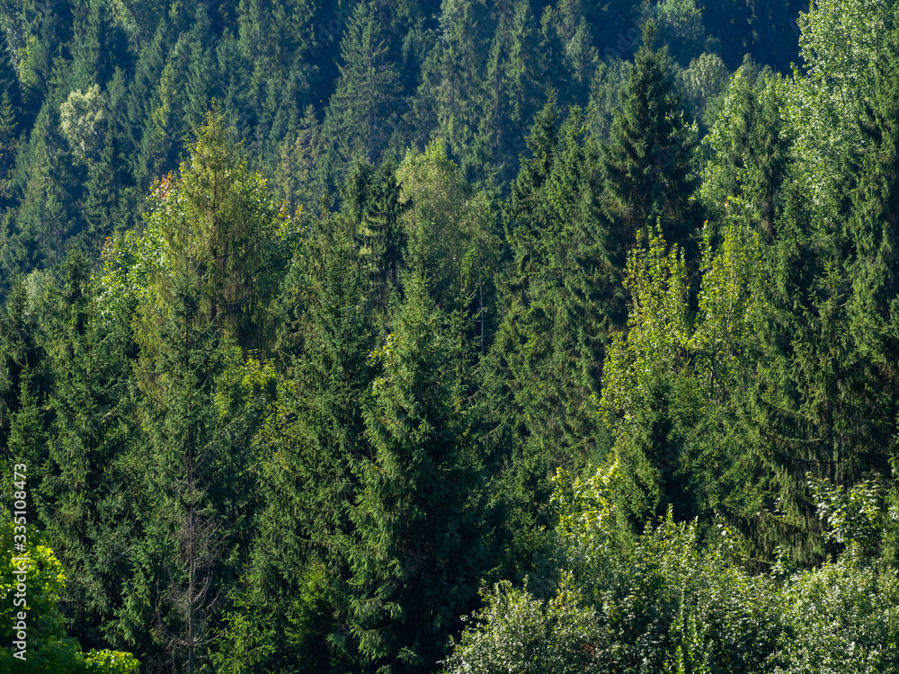 Wall of trees and forest. Can work well as a background.